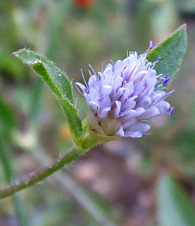 גן בוטני הר הצופים, מאי. צילום: © שרה גולד