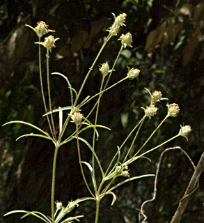 עין המפרץ, יולי. צילום: © יהודה מרטה