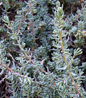  גן בוטני, מאי. צילום: © שרה גולד