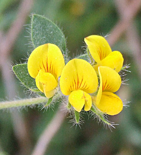 גן בוטני הר הצופים, מאי. צילום: © שרה גולד