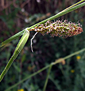 הגן הבוטני הר הצופים, מאי, צילום: © שרה גולד