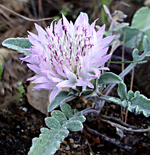 גן בוטני הר הצופים, מאי. צילום: © 
שרה גולד