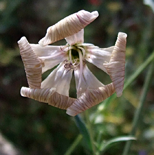 גן בוטני הר הצופים, מאי. צילום: © שרה גולד