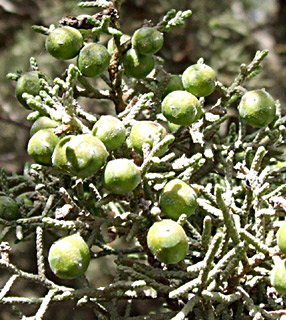 גן בוטני הר הצופים, מאי. צילום: ©  שרה גולד