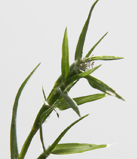 בריכת יער חדרה, 5-2010. צילום: © ערגה אלוני