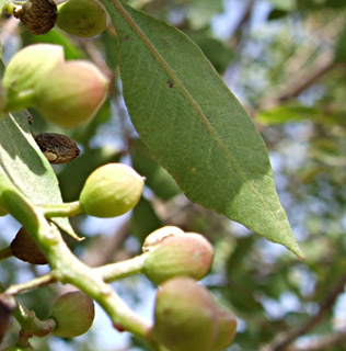 גן בוטני הר הצופים, מאי. צילום: © שרה גולד