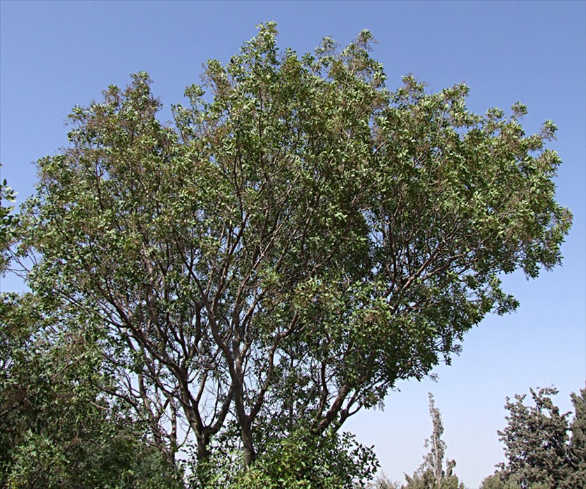 העץ במבט כללי. צילום: שרה גולד
