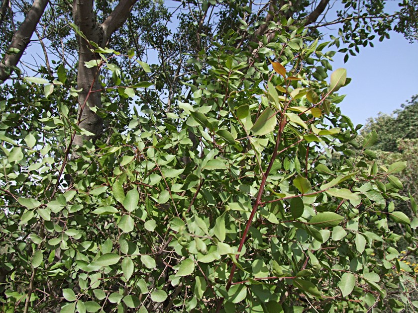 צימוח צעיר. צילום: שרה גולד