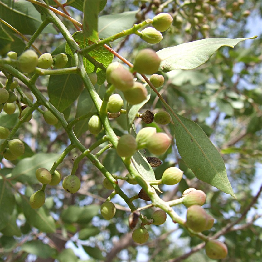 פירות. צילום: שרה גולד
