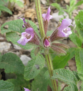 חרמון רכס יפעת, 5-2011. צילום: © עירית צוק קובצ'י