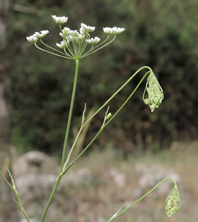 כמנון קיפח, צילום: © עירית צוק קובצ'י 