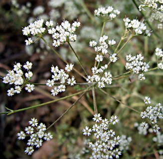 גן בוטני הר הצופים, מאי, צילום: © שרה גולד
