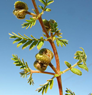 ערבה. צילום: © מורי חן