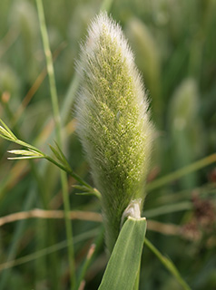 שפלה, מרץ. צילום: © דרור מלמד