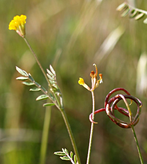 מרץ, צילום: © דרור מלמד