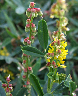 בדשא בשפלה, מאי. צילום: © שרה גולד