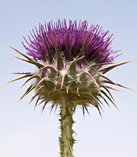 רחובות, מאי. צילום: © דרור מלמד