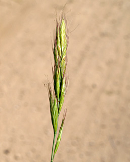 אפריל. צילום: © דרור מלמד