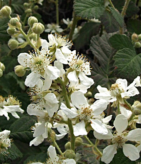 גליל עליון, אפריל. צילום: © שרה גולד