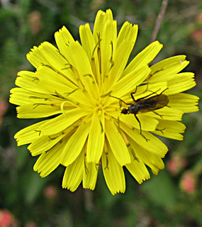 גליל עליון, אפריל. צילום: © ערגה אלוני