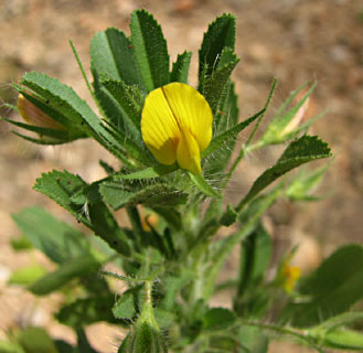 גליל עליון, אפריל. צילום: © ערגה אלוני