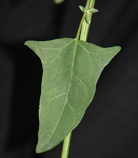 עינות גיבתון, אפריל. צילום: © אלי ליבנה