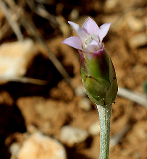 חרמון - רכס יפעת , 4-2016. צילום: © איתן שפירא