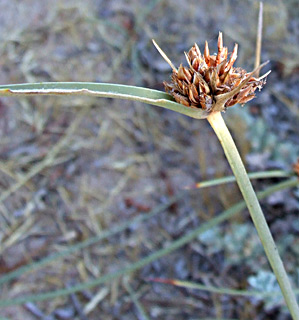 שבי ציון ליד נהריה - חוף הים, יוני. צילום: © שרה גולד