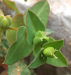 חרמון, מאי. צילום: © שרה גולד