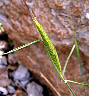 חרמון, מאי. צילום: © שרה גולד