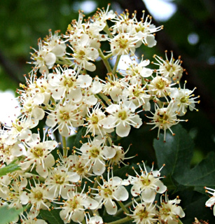 חרמון, מאי. צילום: © שרה גולד