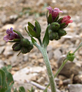 חרמון, מאי. צילום: © שרה גולד