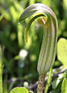 פברואר. צילום: © אלי ליבנה