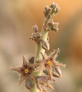  גן מדבר בקיבוץ סמר, 12-2017. צילום: © שרה גולד