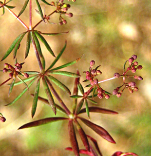 חרמון, מאי. צילום: © שרה גולד