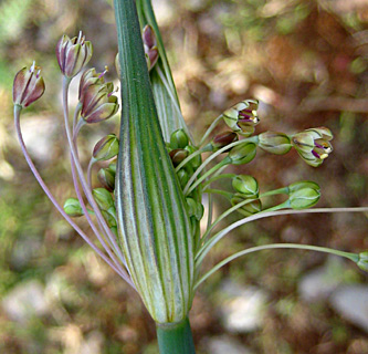 חרמון, מאי. צילום: © שרה גולד
