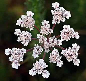 אפריל. צילום: © דרור מלמד