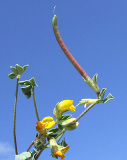 צילום: © דרור מלמד