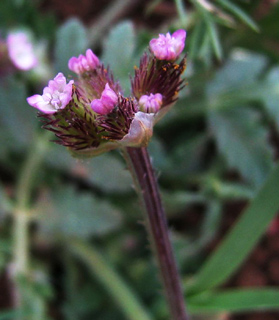 חרמון, מאי. צילום: © ערגה אלוני