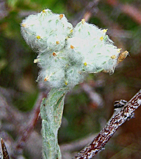 חרמון, מאי. צילום: © שרה גולד