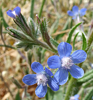 גולן, מאי. צילום: © שרה גולד