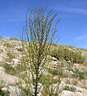 חרמון, 15/5/08. צילום: © שרה גולד