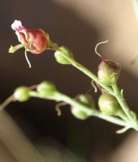 רכס דובדבן, 16-6-09. צילום: © מייק לבנה