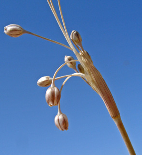 ליד באר- שבע, מאי. צילום: © עוז גולן