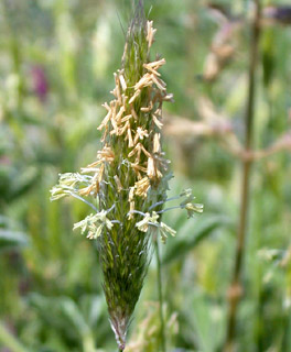 צילום: © עמיקם שוב