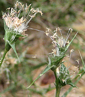 ביצות הנעמן, יוני. צילום: © שרה גולד