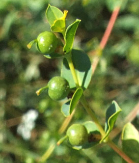 ביצת הנעמן, יוני. צילום: © שרה גולד