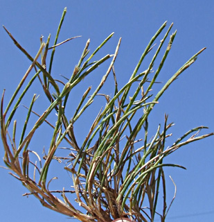 עמק עכו, יוני. צילום: © שרה גולד