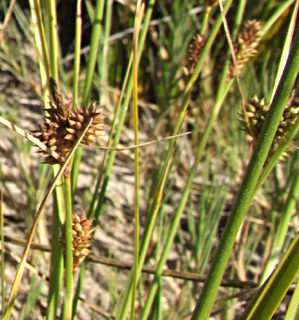 עמק עכו, יוני, צילום: © שרה גולד