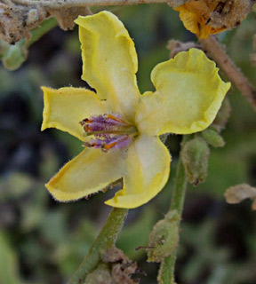 חוף עכו, יוני. צילום: © שרה גולד